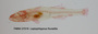 Leptophilypnus fluviatilis FMNH 27219 oblique